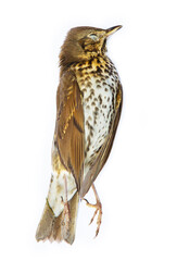 Naklejka premium Dead bird (song thrush) isolated on white background.