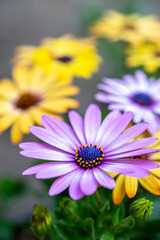 Obraz premium デイジーの花 春のイメージ