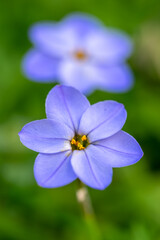 ハナニラの花　春のイメージ