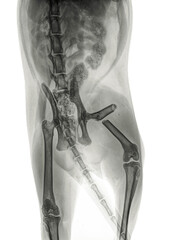 Ventro-dorsal x-ray of a cat with a fracture of the upper leg (femur). Isolated on white