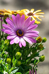 デイジーの花　春イメージ
