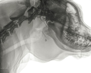 Digital x-ray of a side view of the skull of a dog with a large soft thickness under the jaw that turned out to be an abscess. Isolated on white