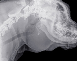 Digital x-ray of a side view of the skull of a dog with a large soft thickness under the jaw that turned out to be an abscess. Isolated on black