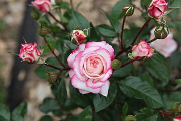 한국 과천 서울대공원(동물원)입니다