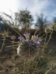 Thorny Thistle flowers with a violet hue on a blurry background