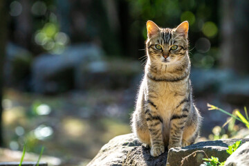 野良猫のポートレート　屋外