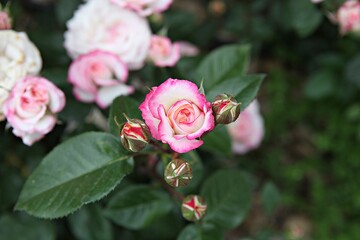 한국 과천 서울대공원(동물원)입니다