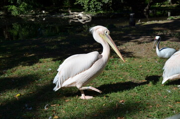 White Pelican - Pelecanus onocrotalus in Frankfurt zoo