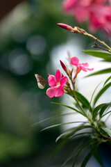 A beautiful  butterfly wants to take some honey from the flower.