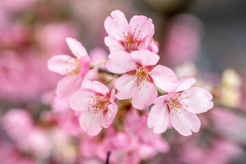 桜の花　日本の春のイメージ