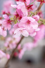 桜の花　日本の春のイメージ