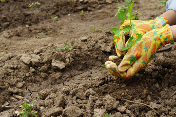 Close-up of a girl in gloves cultivates the soil with a garden tool. Ground treatment for planting care. Agriculture concept. Worker in gloves in the garden.