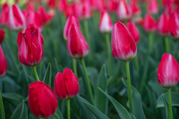 チューリップ畑　春のイメージ