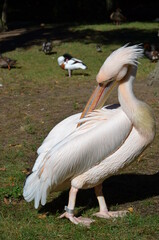 White Pelican - Pelecanus onocrotalus in Frankfurt zoo