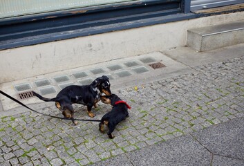 Two young dachshund dogs playing