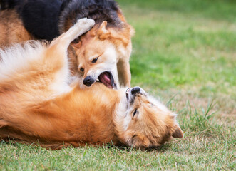 Two dog play fighting on the grass.