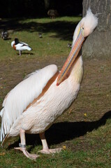 White Pelican - Pelecanus onocrotalus in Frankfurt zoo