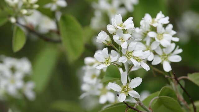 the wind gently shakes the white flowers of a shady berry on a tree in spring