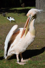 White Pelican - Pelecanus onocrotalus in Frankfurt zoo