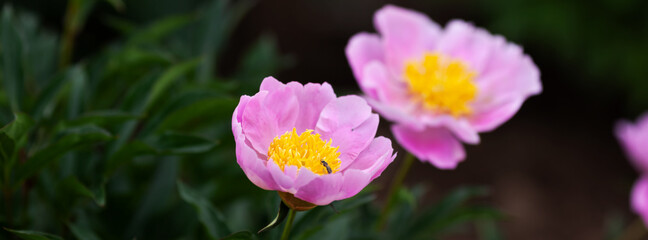 Banner beautiful pink peonies in the garden.