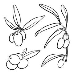 Olives on branches with leaves collection. Black line sketch of olives isolated on white background. Doodle hand drawn vegetables. Vector illustration