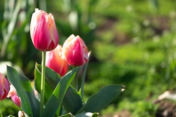 チューリップ畑　春のイメージ