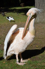 White Pelican - Pelecanus onocrotalus in Frankfurt zoo