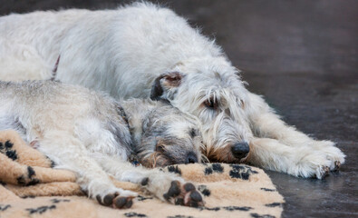 Tired two Irish wolfhounds resting on the floor.