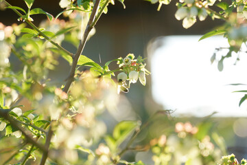 Blooming blueberries on a sunny evening