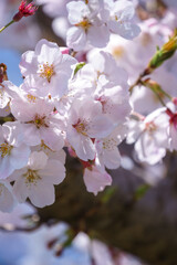 桜の花　日本の春のイメージ