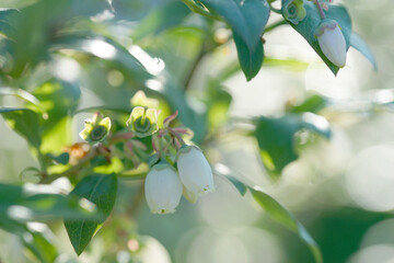 Blooming blueberries on a sunny evening