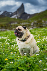 Mobs in Wildblumen-Wiese im Berner Oberland