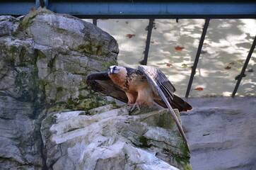 Wild Bearded vulture in Frankfurt zoo