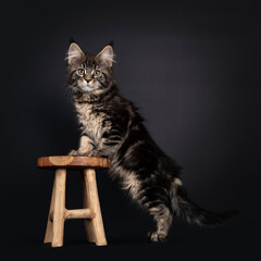 Cute classic black tabby Maine Coon cat kitten, standing side ways with front paws on little wooden stool. Looking towards camera with orange brown eyes. Isolated on black background.
