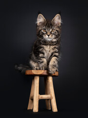 Cute classic black tabby Maine Coon cat kitten, sitting facing front on little wooden stool. Looking towards camera with orange brown eyes. Isolated on black background.
