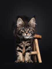 Cute classic black tabby Maine Coon cat kitten, stepping  facing front off little wooden stool. Looking towards camera with orange brown eyes. Isolated on black background.