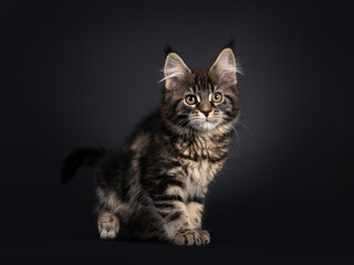 Cute classic black tabby Maine Coon cat kitten, walking side ways. Looking straight ahead with orange brown eyes. Isolated on black background.