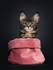 Cute classic black tabby Maine Coon cat kitten, sitting facing front in pink velvet bag. Looking towards camera with orange brown eyes. Isolated on black background.
