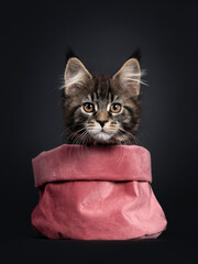 Cute classic black tabby Maine Coon cat kitten, sitting facing front in pink velvet bag. Looking towards camera with orange brown eyes. Isolated on black background. Head peeking just over edge.