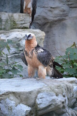 Wild Bearded vulture in Frankfurt zoo