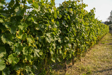Ripe white grapes hanging from mature vines in a vineyard at harvest time