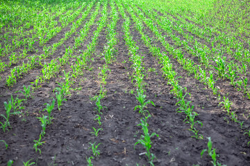 Fototapeta na wymiar field of corn , agricultural plowing field with corn plants 