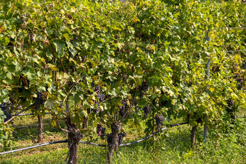 Ripe red grapes hanging from mature vines in a vineyard at harvest time