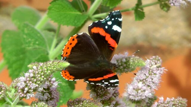 Butterfly, red admiral (Vanessa atalanta) collecting nectar from a purple Buddleia bush.