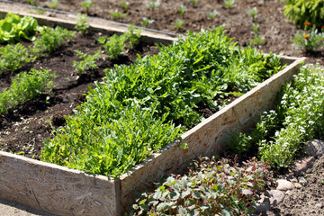 Fresh young spring arugula growing on a garden bed