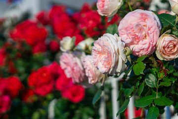 バラの花　屋外撮影