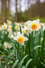 Close-up of white daffodils in the garden at spring.