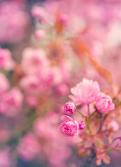 Fototapeta na wymiar Blooming Chinese pink cherry tree in the springtime.