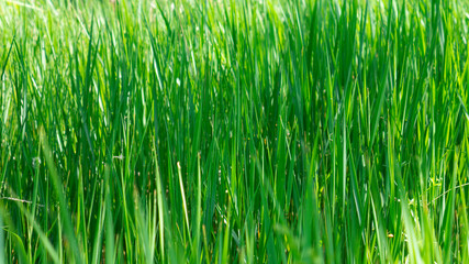 Green grass in the spring sun.