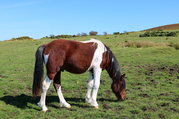Fototapeta premium A wild moor pony grazing on the moorland. 